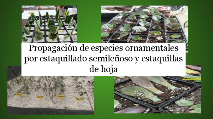 Propagacion-de-especies-ornamentales-por-estaquillado-semilenoso-y-estaquillas-de-hoja.pdf