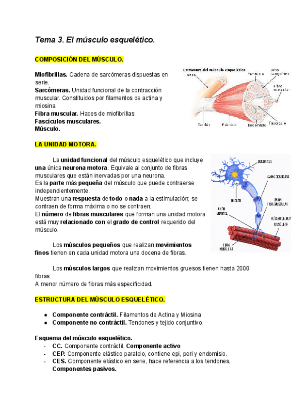 Tema-3.-El-musculo-esqueletico.pdf