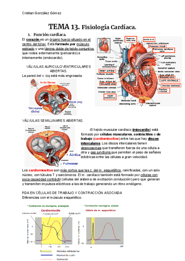 FISIOLOGIA-T13.pdf