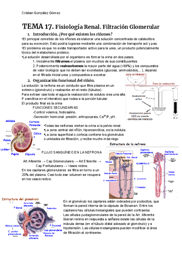 FISIOLOGIA-T17.pdf