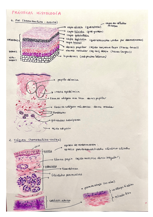 Practicas-histologia-dibujos.pdf