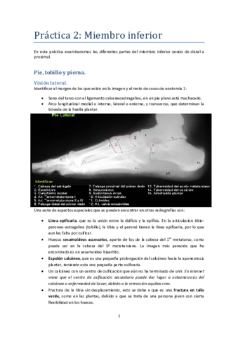 Anatomía topográfica. Práctica 2.pdf