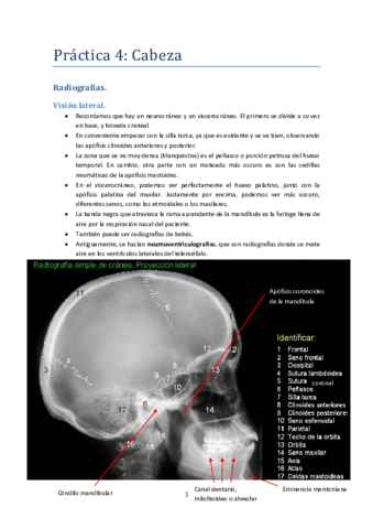Anatomía topográfica. Práctica 4.pdf