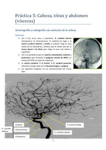 Anatomía topográfica. Práctica 5.pdf