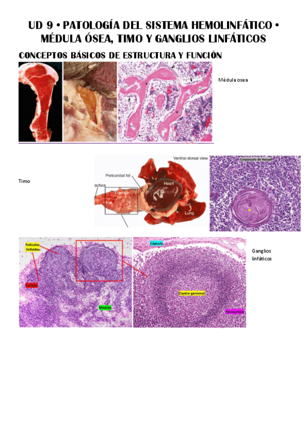 UD-9--Patologia-del-Sistema-Hemolinfatico.pdf
