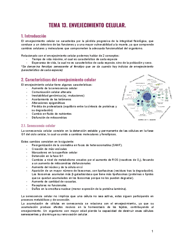Tema-13.-Envejecimiento-celular.-2.pdf