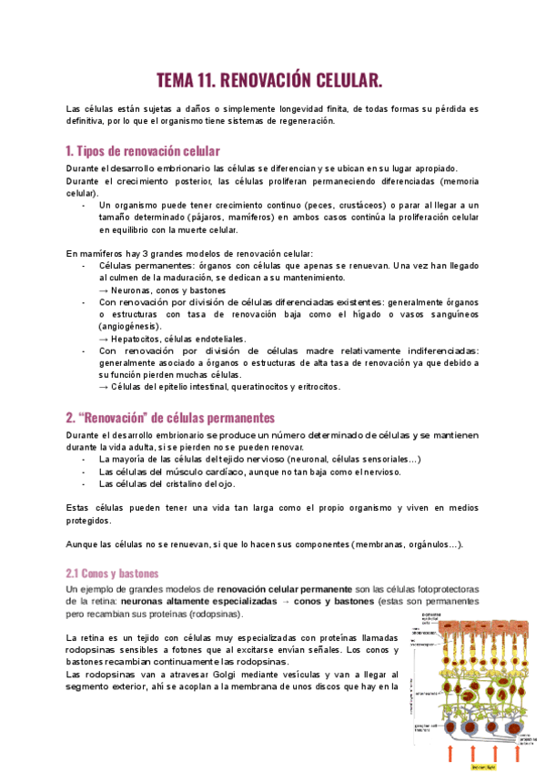 Tema-11.-Renovacion-celular.-2.pdf