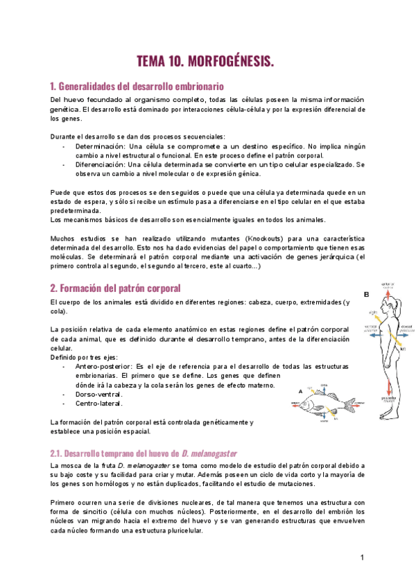Tema-10.-Morfogenesis-1.pdf