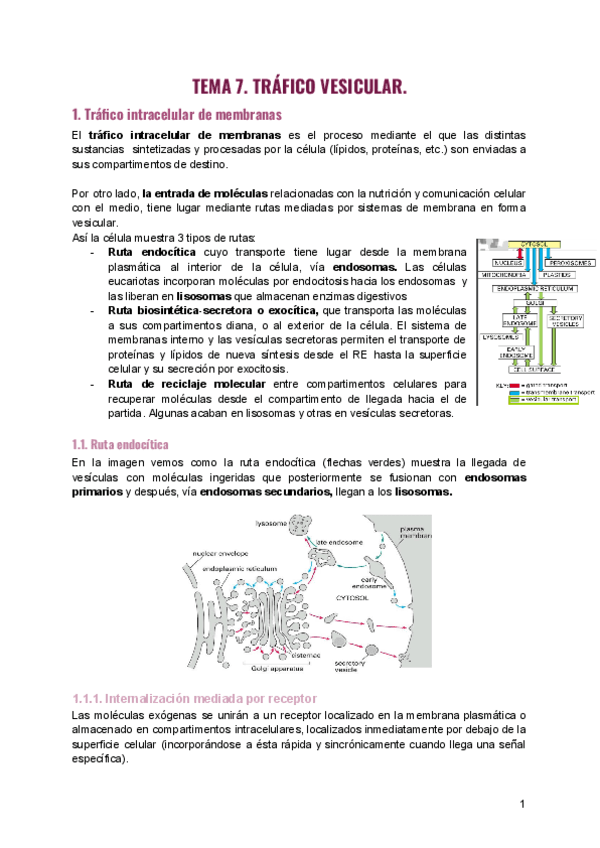 Tema-7.-Trafico-vesicular-1.pdf