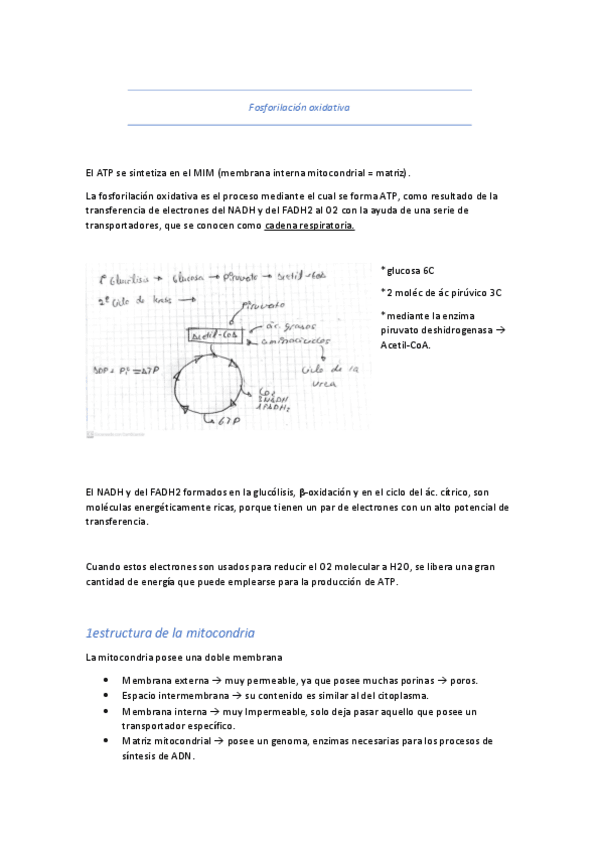T11-fosforilacion-oxidativa.pdf