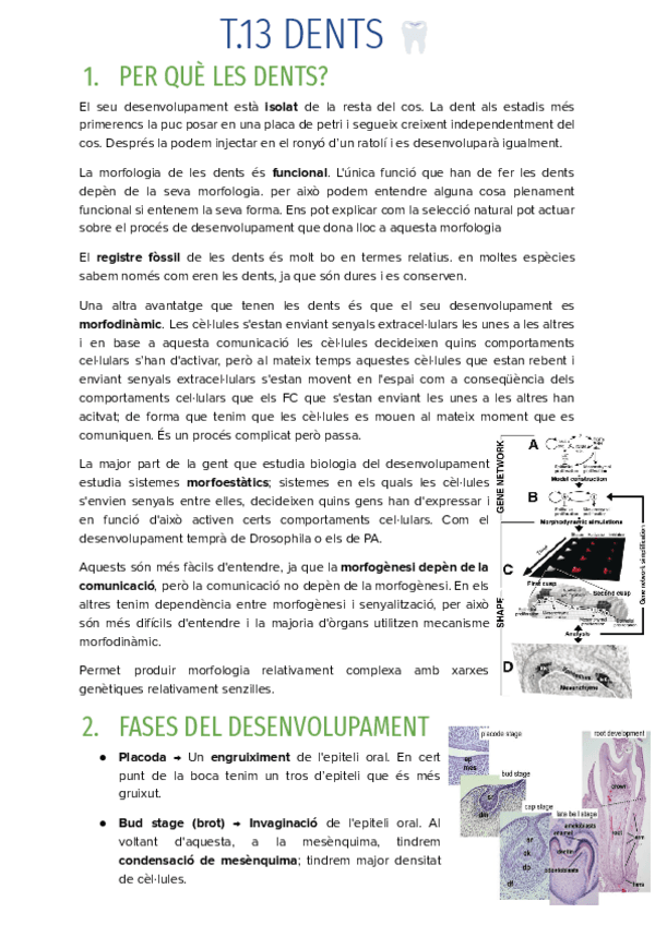 T.13-DENTS.pdf