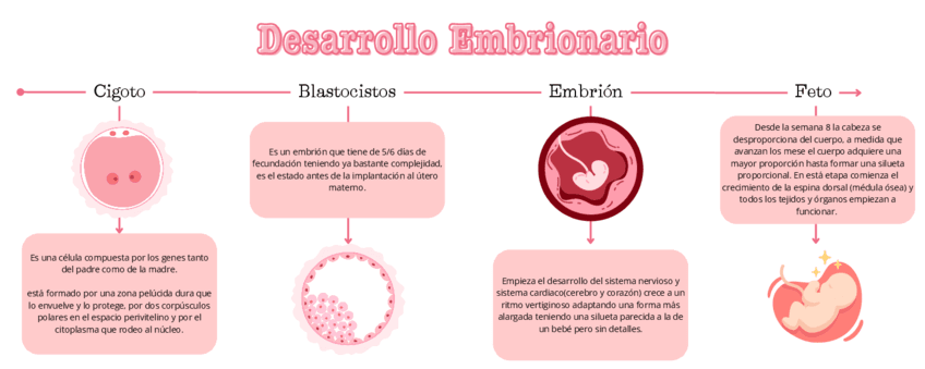 Desarrollo-Embrionario.pdf