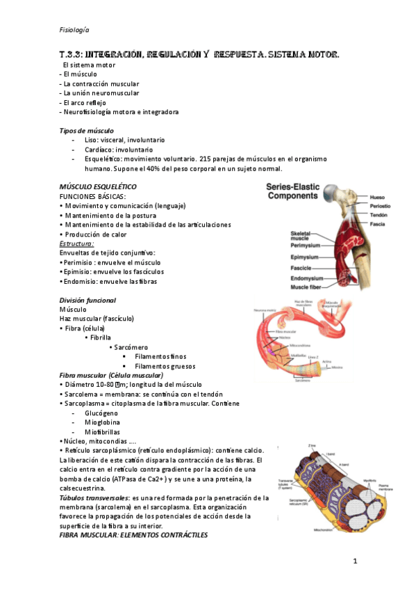 T3.3-fisiologia.pdf