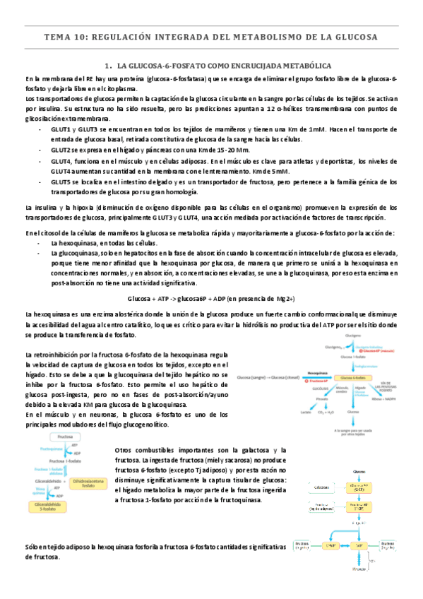 TEMA-10.-Regulacion-integrada-del-metabolismo-de-la-glucosa.pdf