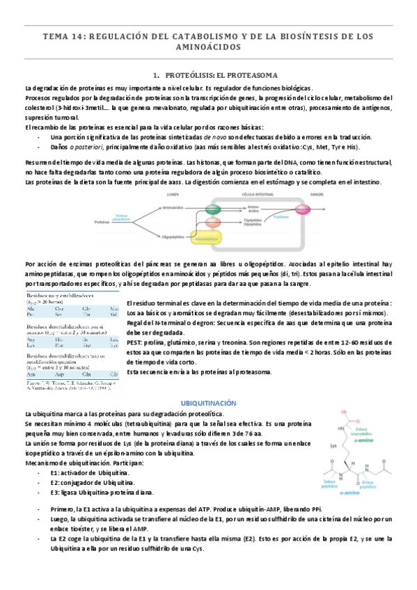 TEMA-14.-Regulacion-del-catabolismo-y-de-la-biosintesis-de-aminoacidos.pdf