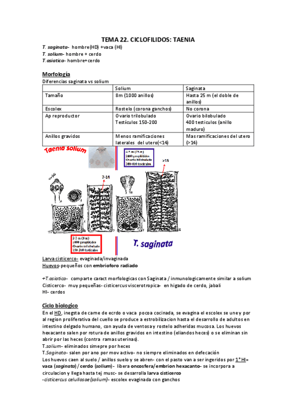 T22.CICLOFILIDOS.TAENIA.pdf