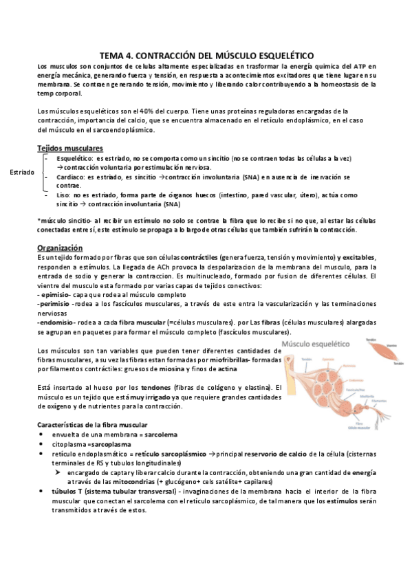 T-4.CONTRACCION-MUSC-ESQUELETICO.pdf