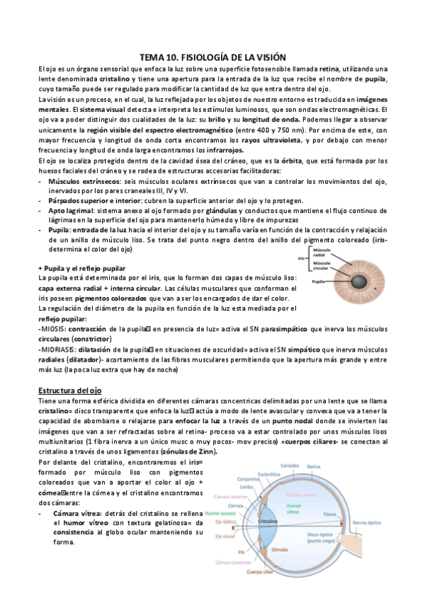 T10-11.-VISIONOIDO.pdf