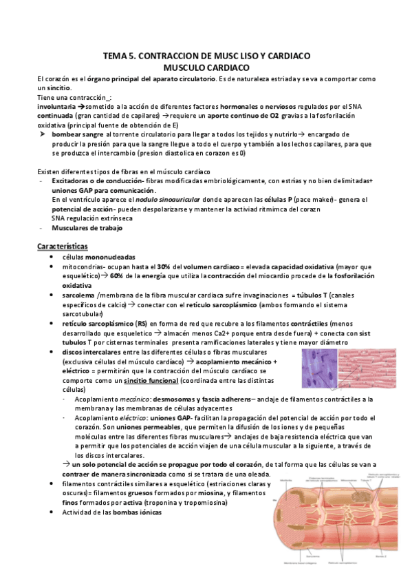 TEMA-5.-CONT-M-LISO--CARDIACO.pdf