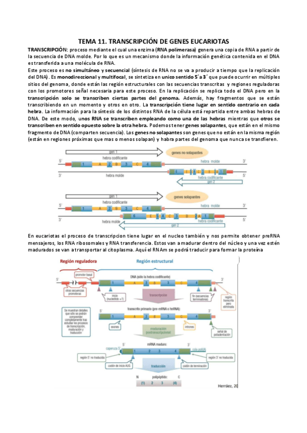 T-11.-TRANS-EUC.pdf