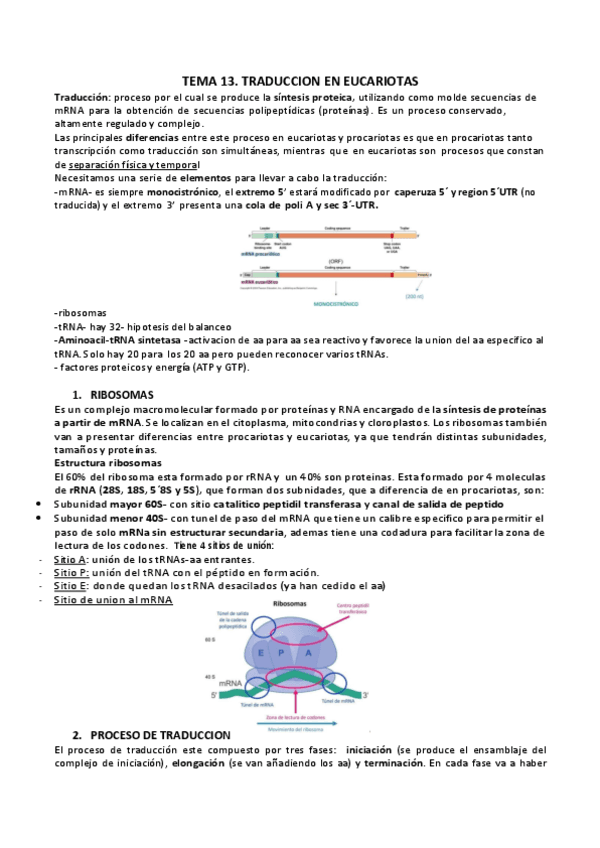 T-13-TRADUCCION-DE-MRNAS-EUCARIOTICOS.pdf