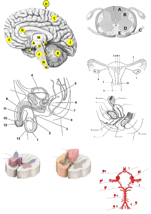 Preguntas-cortas-EXAMEN-a-rellenar.pdf
