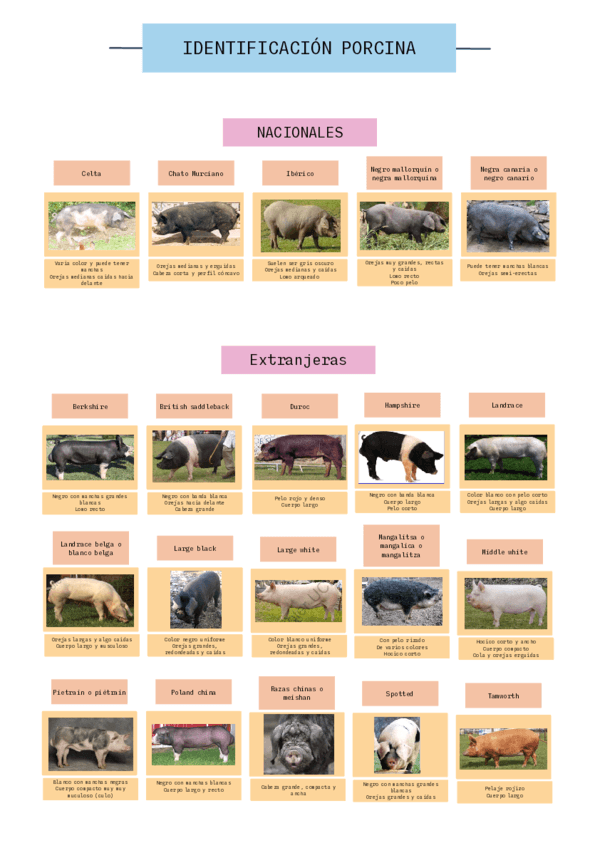 Esquema-identificacion-porcina.pdf
