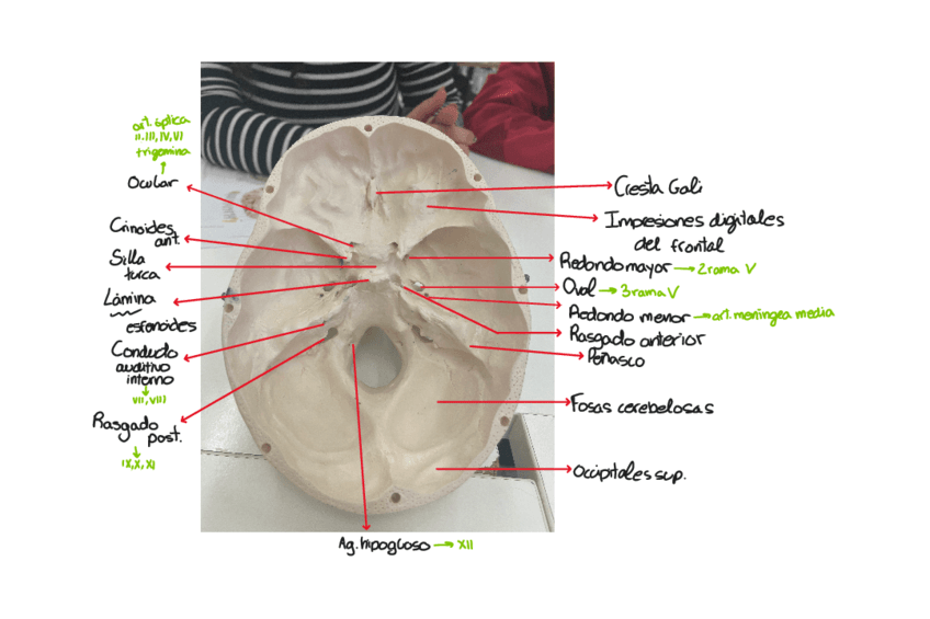 ENDOCRANEO.pdf