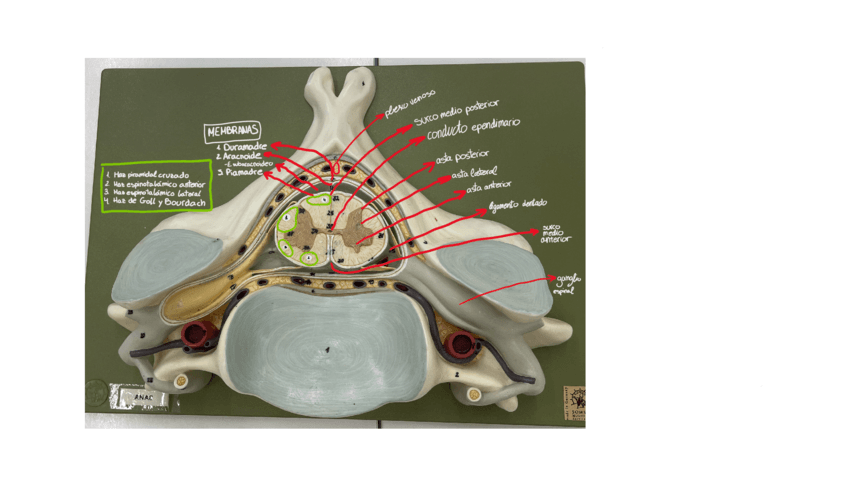 Medula-espinal.pdf