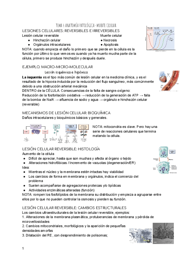 TEMA-4-ANATOMIA-PATOLOGICA.pdf