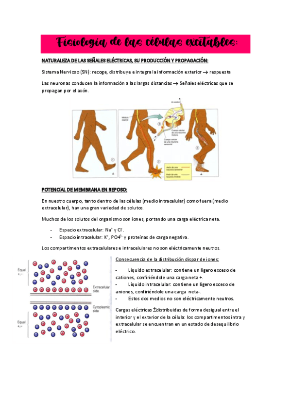 Apuntesresumencelulasexcitables.pdf