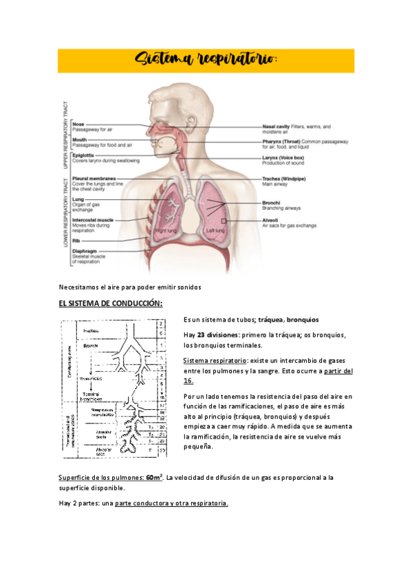 ApuntesTema5fisiologiarespiratoriayfonatoria.pdf