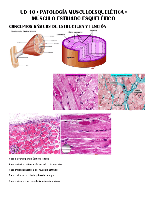 UD-10--Patologia-Musculoesqueletica.pdf