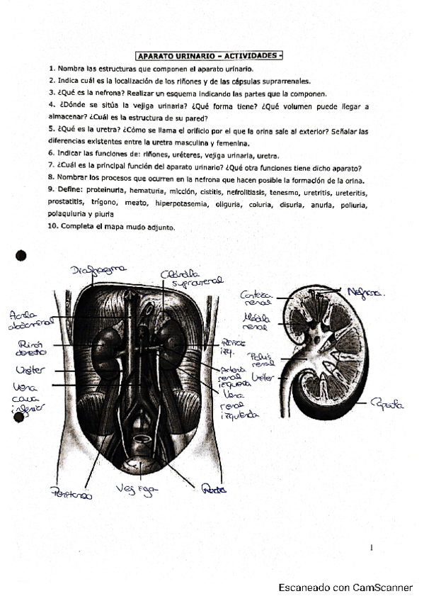 Actividades-aparato-urinario.pdf
