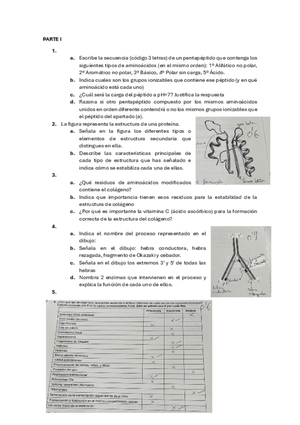 Examen-bioquimica-1a-Convocatoria-23-24.pdf