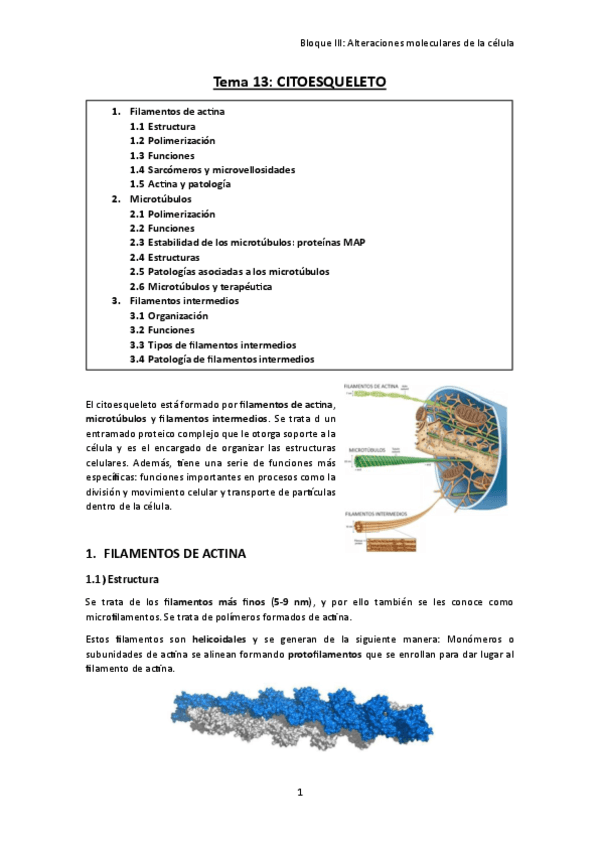 TEMA-13.-Citoesqueleto.pdf