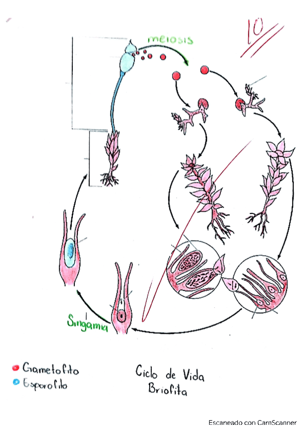 Ciclos-de-Vida-Briofita-Pteridofita-y-Gimnospermas.pdf