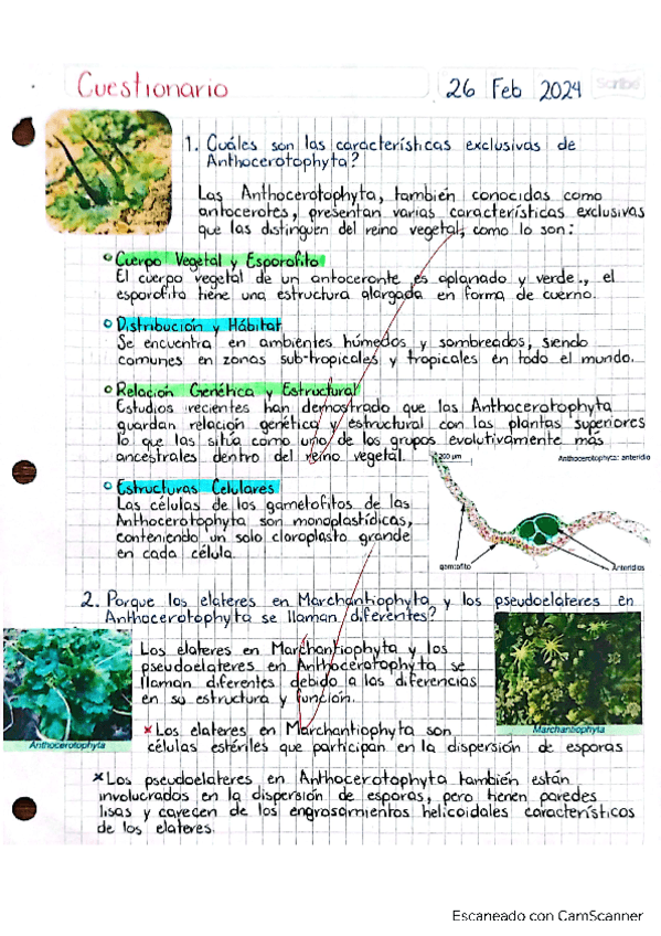 Cuestionario.-Antocerotophyta.pdf