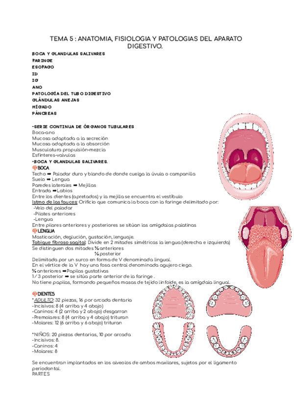 Tema 5 Anatomia Fisiologia Y Patologias Del Aparato Digestivo Pdf