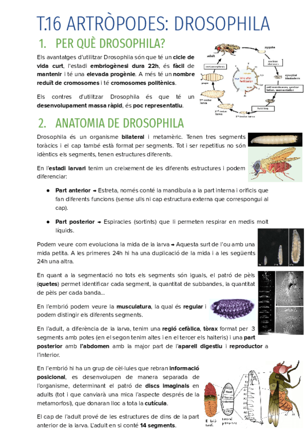 T.16-ARTROPODES-DROSOPHILA.pdf