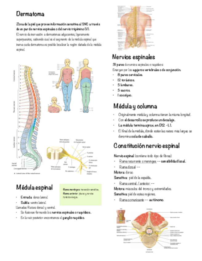 Seminario-NEUROANATOMIA.pdf