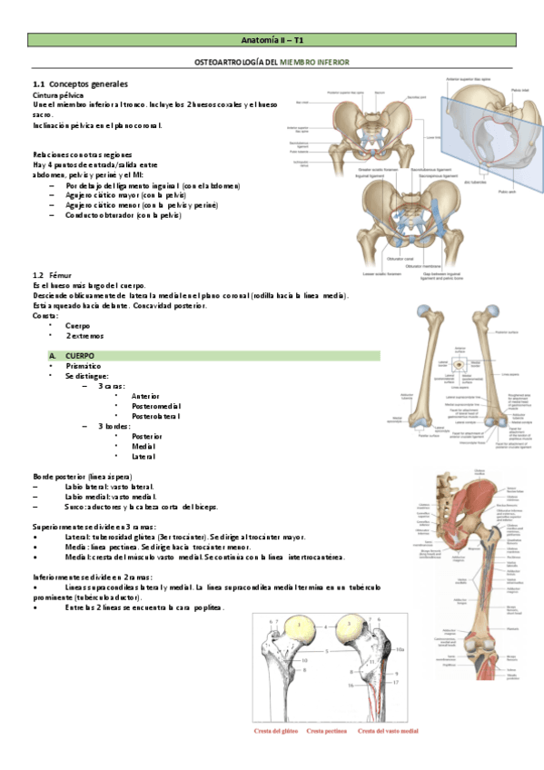 MMII-Miembro-Inferior.-Anatomia-II. CON TABLAS.pdf