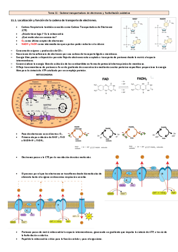 Tema-11-20-Bioquimica.pdf