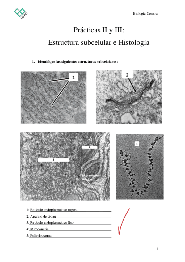 PRACTICAS-II-Y-III.pdf