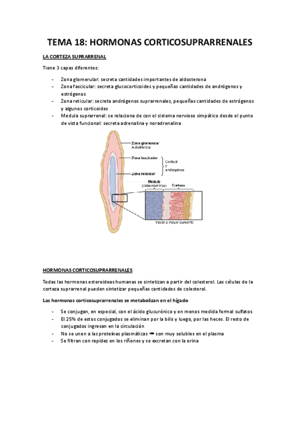 FISIOLOGIA-TEMA-18.docx.pdf