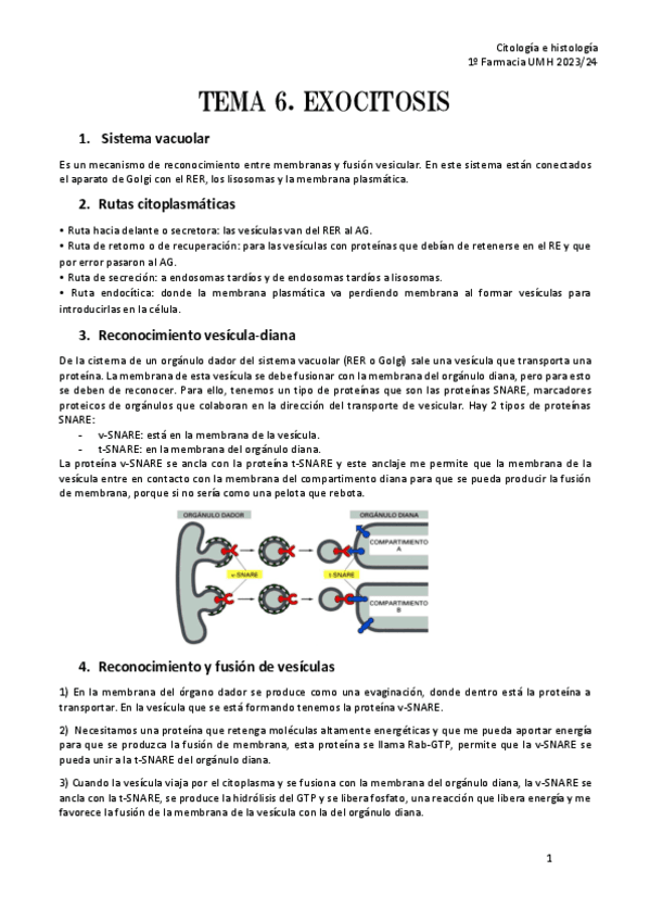 TEMA-6.-EXOCITOSIS-CH.pdf