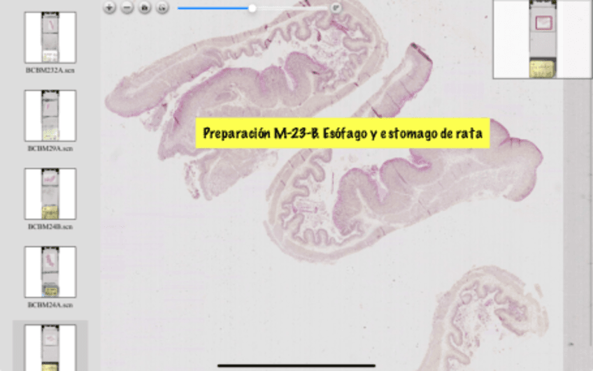 P8-Histologia.pdf