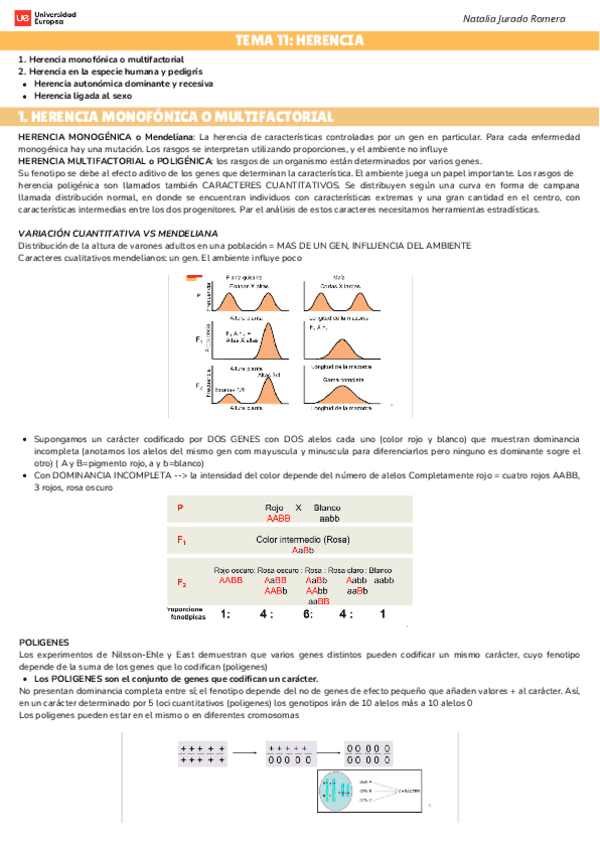 TEMA-11-HERENCIA.pdf
