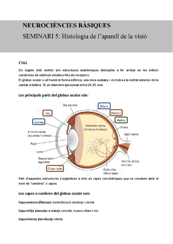 Seminari-5.-Histologia-de-laparell-de-la-visio-23-24-dossier-treball-EJERCICIOS-RESUELTOS.pdf