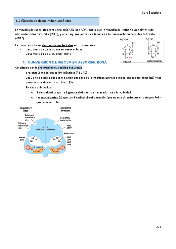 6.4-Sintesis-desoxirribonucleotidos.pdf